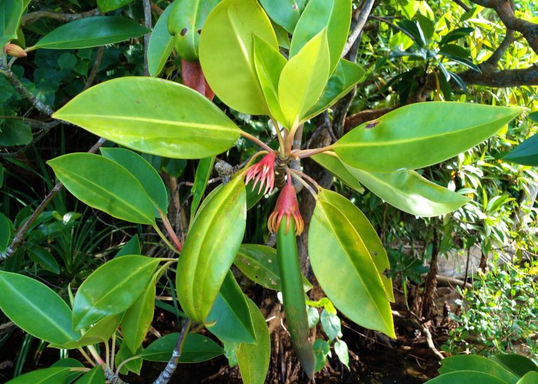 DERTOUR Foundation Projekt Sri Lanka Mangrove blüht