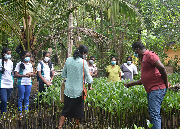 DERTOUR Foundation Projekt Sri Lanka Mangroven