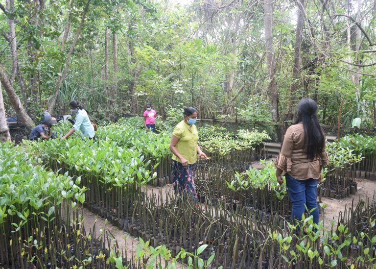 DERTOUR Foundation Projekt Sri Lanka Mangrovenpflanzen