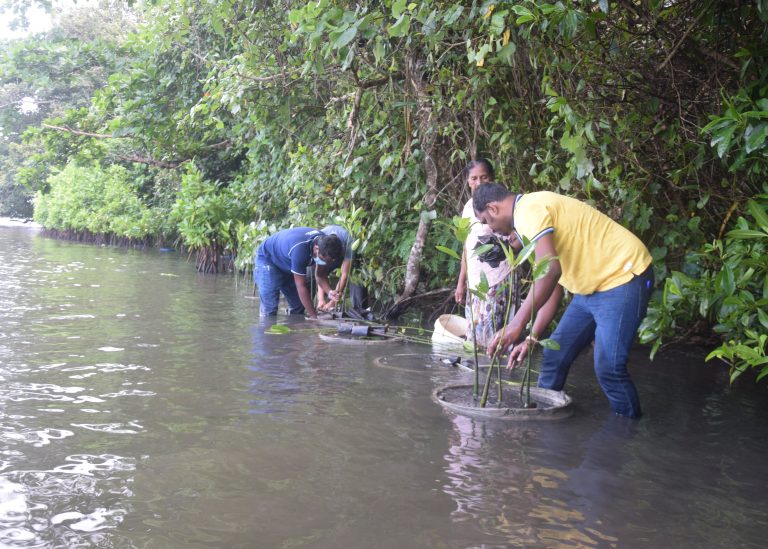 DERTOUR Foundation Projekt Sri Lanka Mangroven