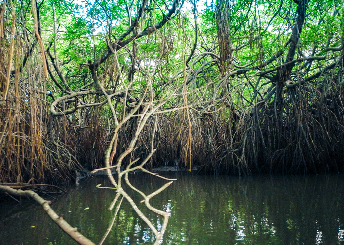 Mangroves in Bentota river in Sri Lanka