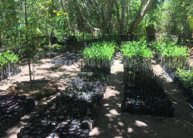 DERTOUR Foundation Projekt Mangrovengarten