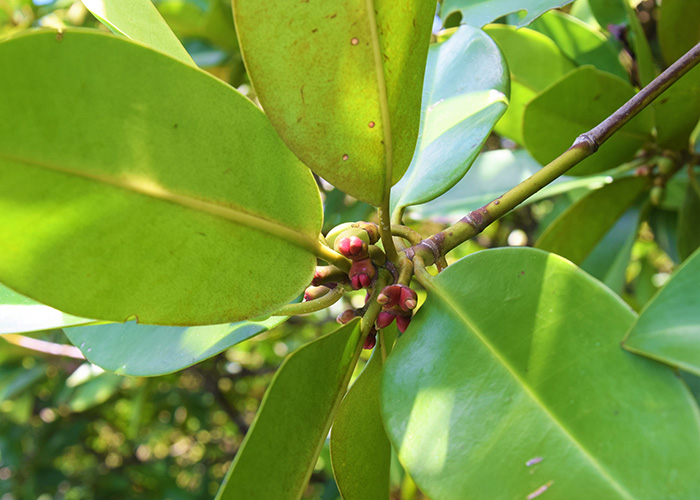 DERTOUR Foundation 10 Jahre Mangrovenprojekt Sri Lanka Mangrove