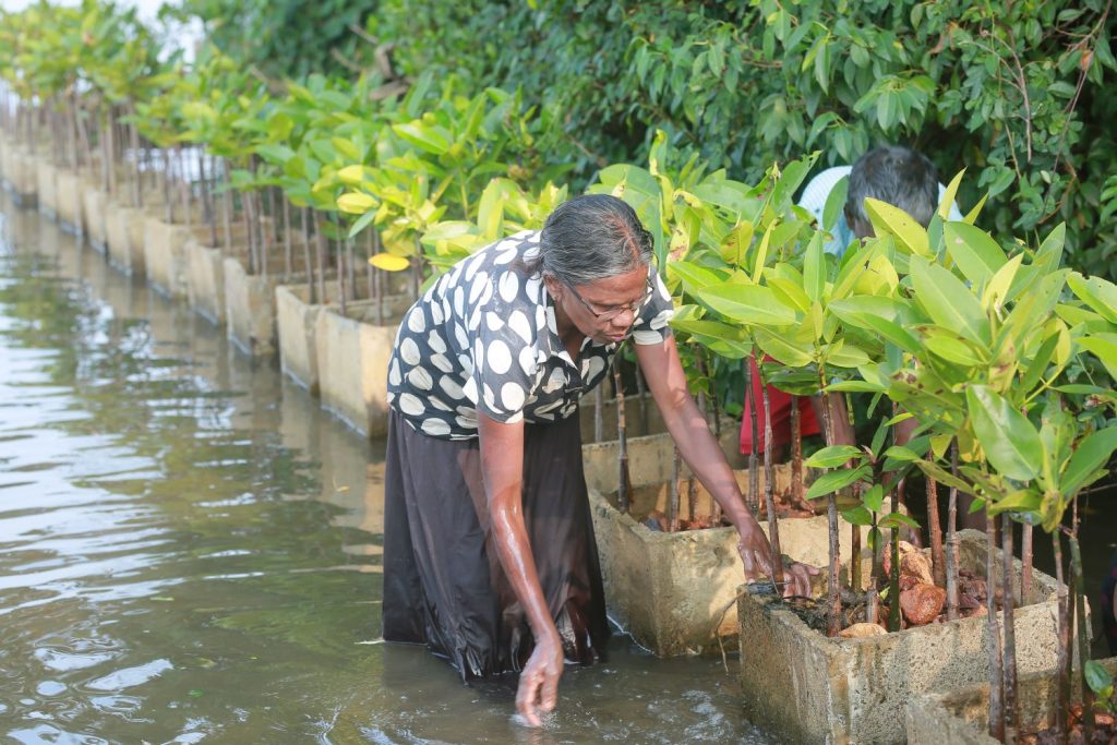 Frau pflanzt eine Mangrove