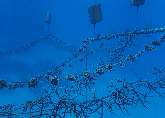 Coral Nursery 2