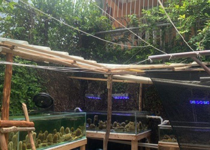 Coral Nursery