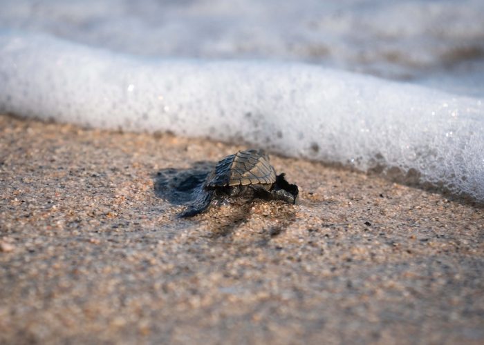 Schildkrötenbaby am Strand Schildkrötenbaby am Strand